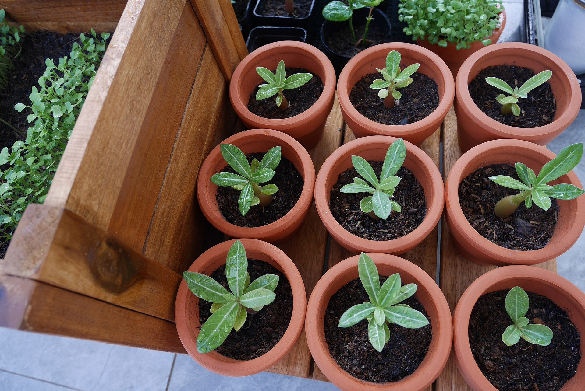 Terracotta potjes met kleine zaailingen in een houten krat