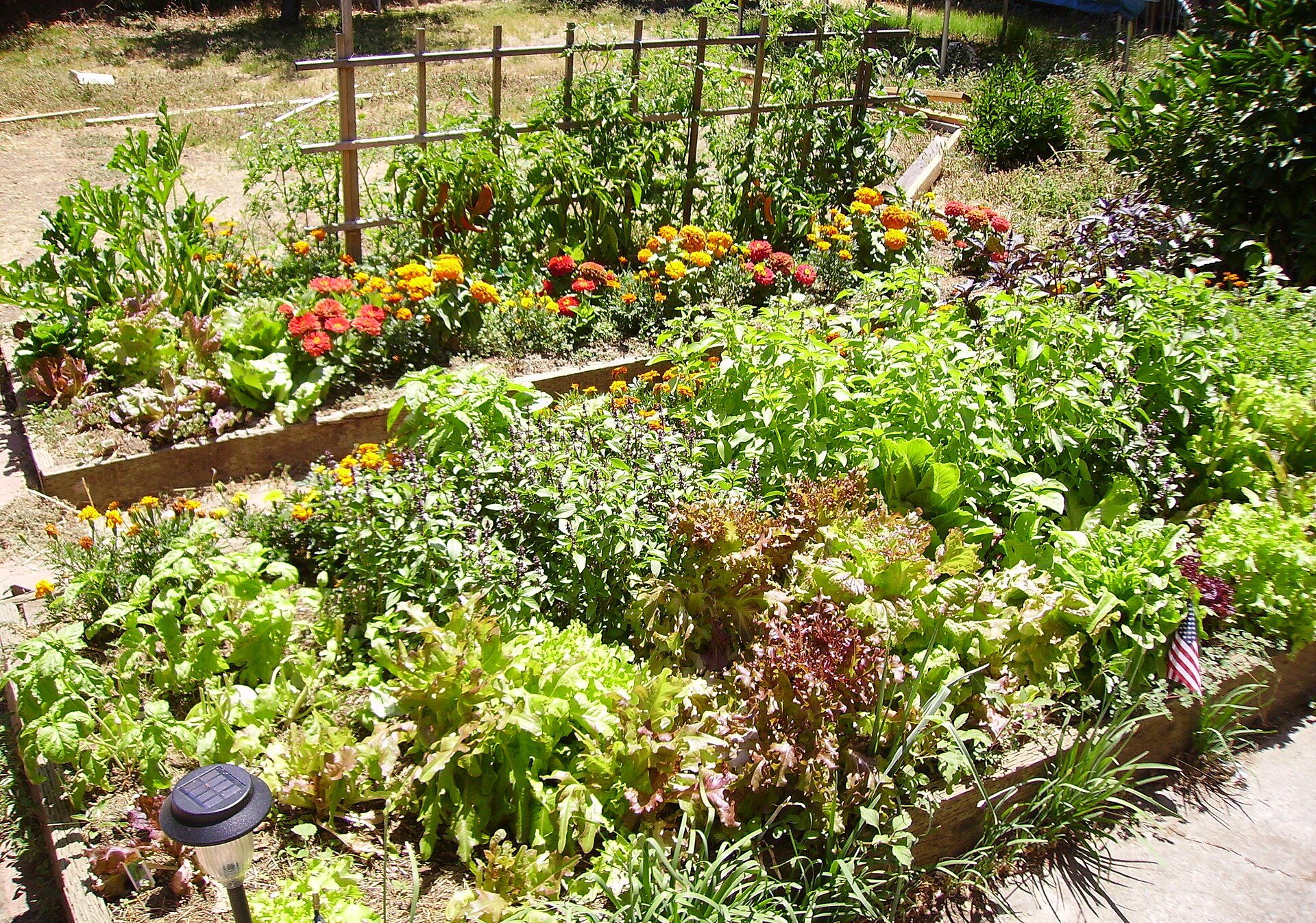 Een verhoogde moestuinbak boordevol sla, tomaten en goudsbloemen
